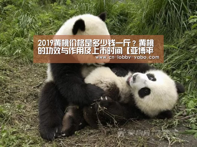 2019黄桃价格是多少钱一斤?黄桃的功效与作用及上市时间【亚博平台】(图1) 亚博app